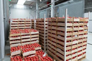 Tomaten lassen sich zum Transport in einen Kuehlcontainer zum Mieten umlagern